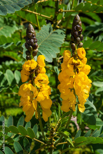 Bright yellow flowers of popcorn senna also called Senna didymobotrya found in Sri Lanka and India.