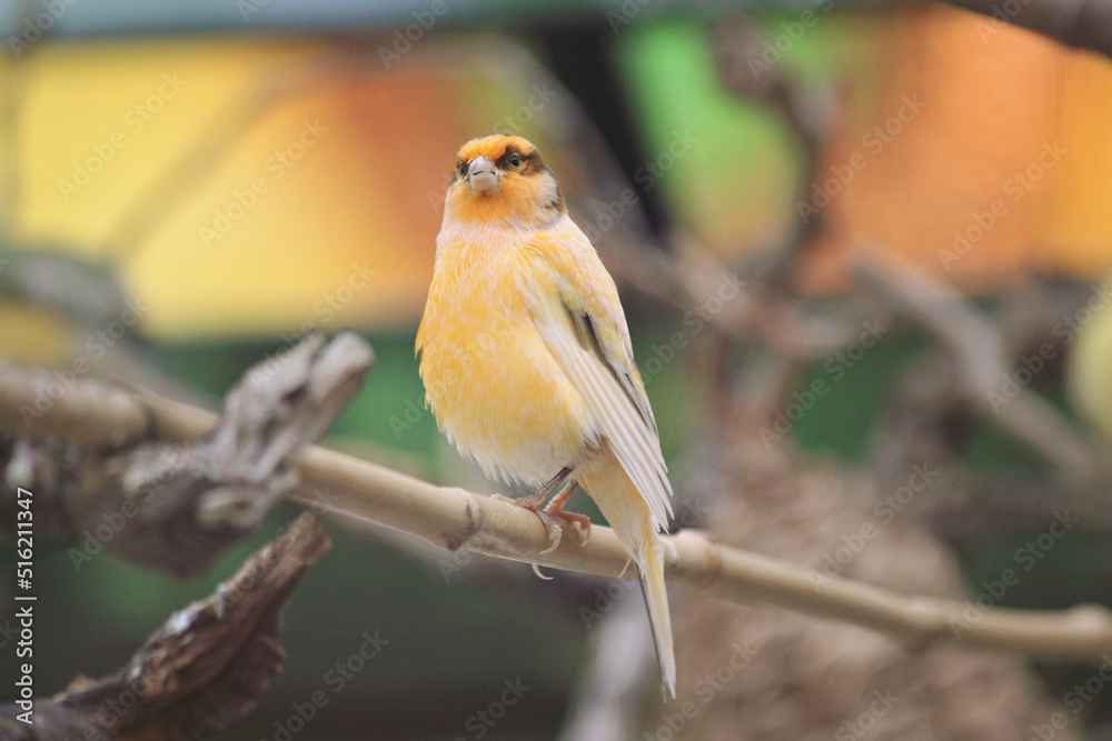 Fototapeta premium The Serinus canaria domestic canary pauses on a branch for a moment in between calling a rapid chirp and snacking on grains