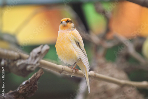 Принти на полотні The Serinus canaria domestic canary pauses on a branch for a moment in between c