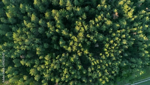 Aerial top view summer forest in sunny day. Drone flying over green trees. Drone shot nature and beautiful landscape