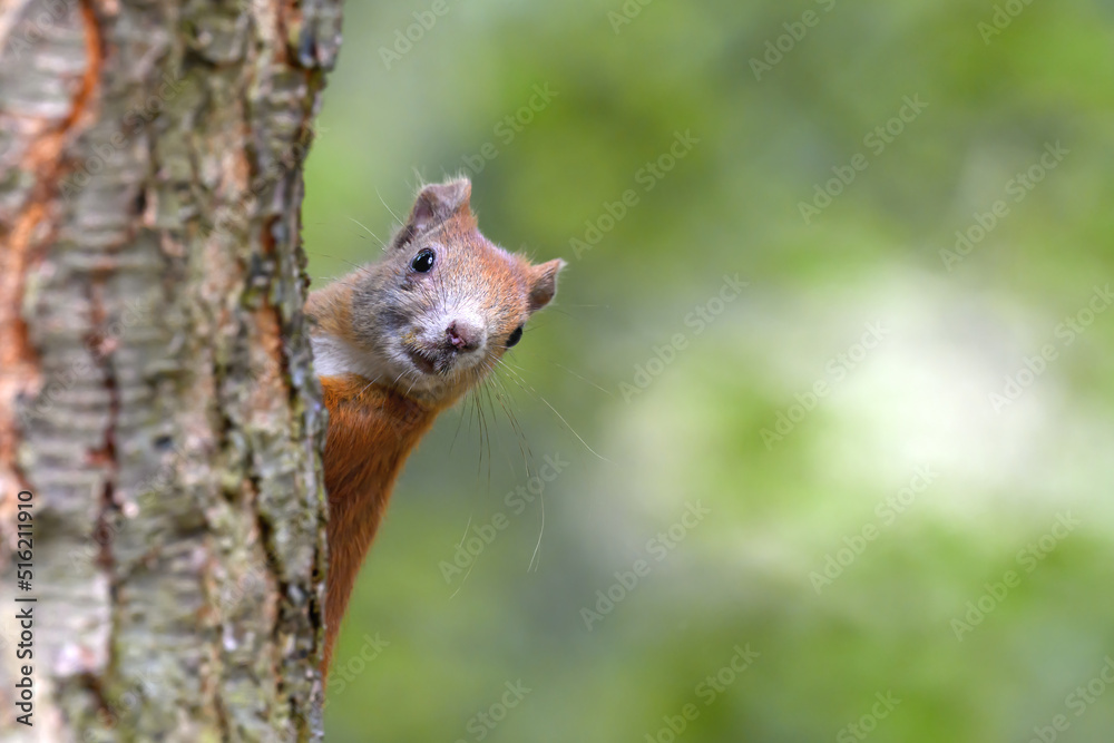 Little rusty squirrel runs and jumps around the park looking for nuts. Little rusty squirrel runs and jumps around the park looking for nuts.