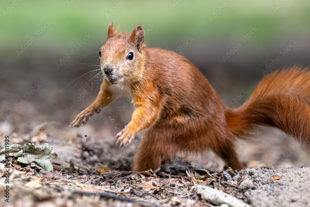 Little rusty squirrel runs and jumps around the park looking for nuts. Little rusty squirrel runs and jumps around the park looking for nuts.