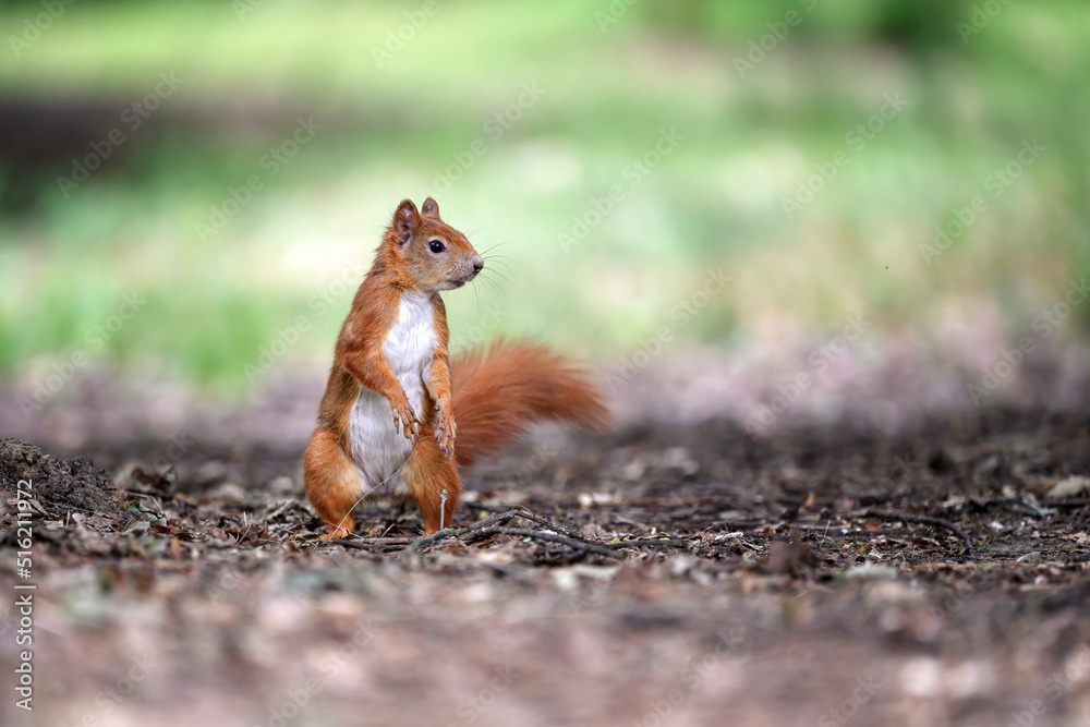 Little rusty squirrel runs and jumps around the park looking for nuts. Little rusty squirrel runs and jumps around the park looking for nuts.