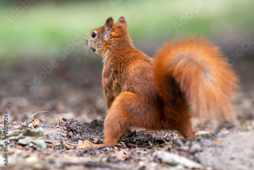 Little rusty squirrel runs and jumps around the park looking for nuts.