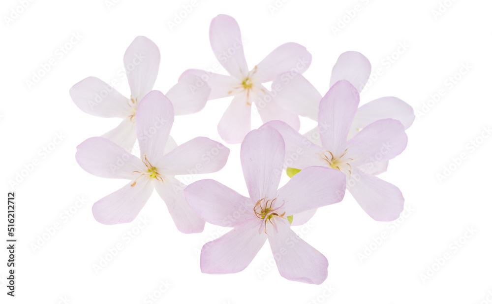 Obraz premium phlox flower isolated