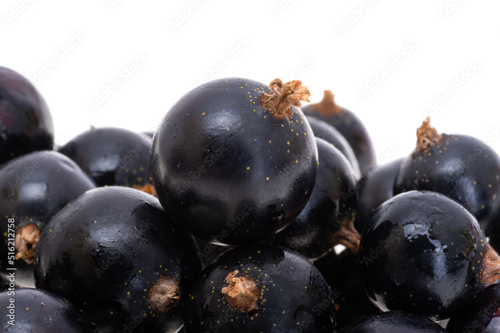 blackcurrant berries isolated blackcurrant berries isolated