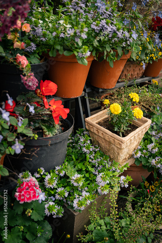 flowers in pots