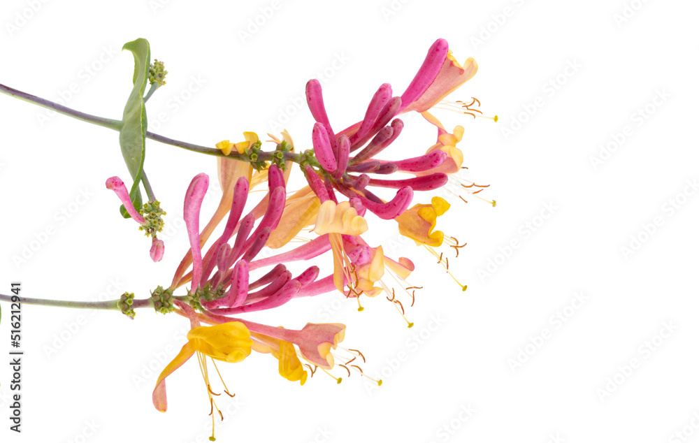 honeysuckle flower isolated