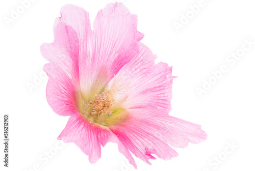 mallow flower isolated