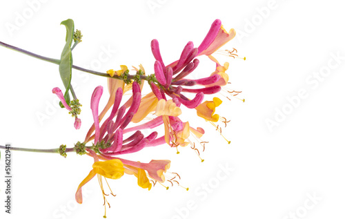 honeysuckle flower isolated