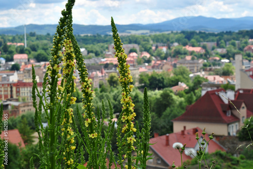 Zdjęcie przyrody przedstawiające pnące żółte kwiaty na panoramy miasta 