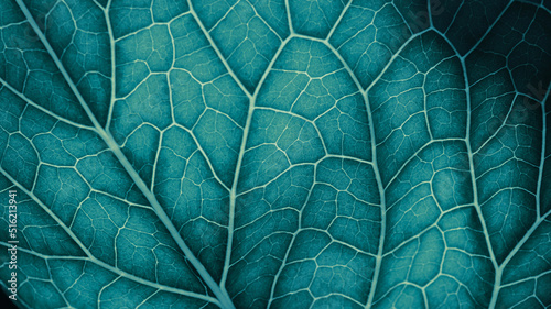 Plant leaf closeup. Mosaic pattern of  cells and veins. Wallpaper on vegetable theme. Abstract nature structure. Blue green tinted background. Horseradish leaf. Macro photo