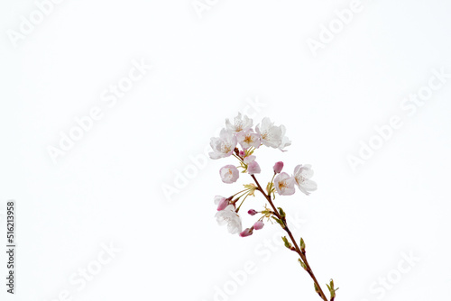 Single Cherry Blossom Branch