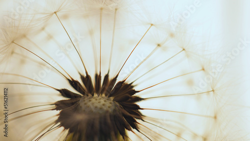 Fototapeta Naklejka Na Ścianę i Meble -  Dandelion seed ball with seeds close-up. Summer plant picture. Airy and fluffy background. Light illustration with dandelion pappus. Macro