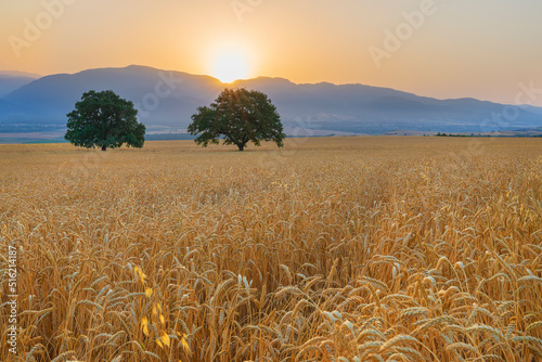 Sunrise over wheat field in...
