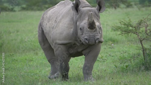 A black rhino approaching the camera with intention of attacking.