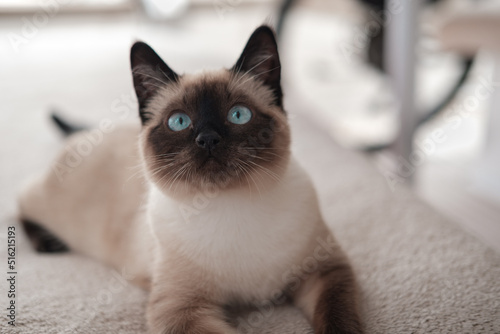 Bilde på lerret siamese kitten female lying on soft surface cute cat portrait, playful mood