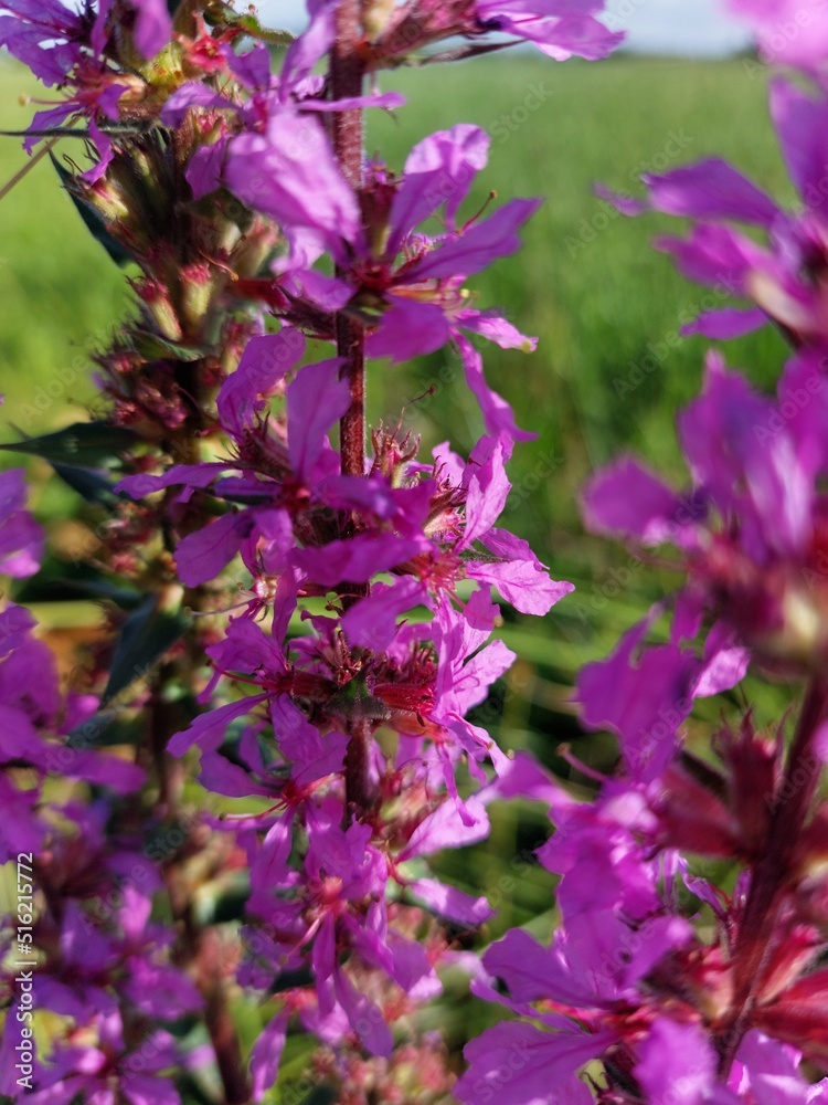 Blutweiderich Blüten, Lythrum salicaria, am Blütenstand Blutweiderich Blüten, Lythrum salicaria, am Blütenstand
