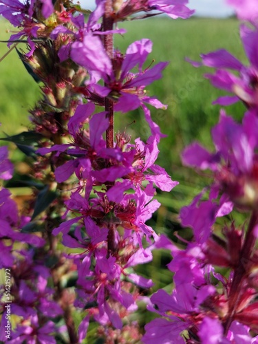 Blutweiderich Bl  ten  Lythrum salicaria  am Bl  tenstand