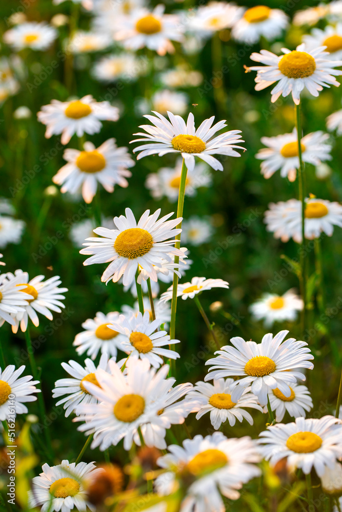 daisies in a field daisies in a field