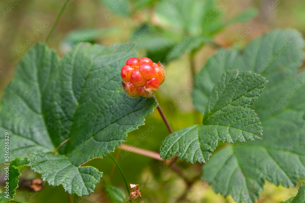 Сloudberry - edible orange berry, that grows on the swamps and moorlands in the northern forests Сloudberry - edible orange berry, that grows on the swamps and moorlands in the northern forests