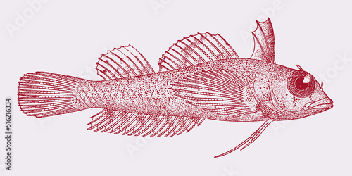 High-hat triplefin enneapterygius tutuilae, tropical marine fish in side view