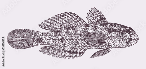 Eye-bar goby gnatholepis anjerensis, tropical marine fish in side view