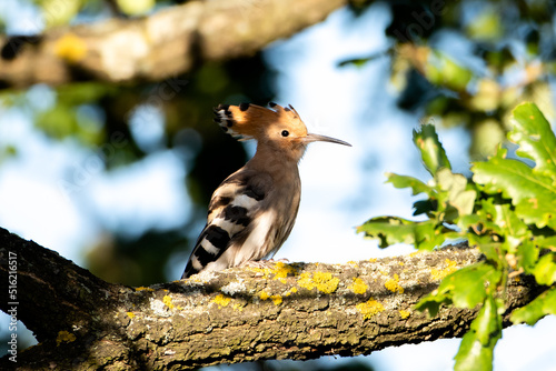 young Upupa epops on tree photo