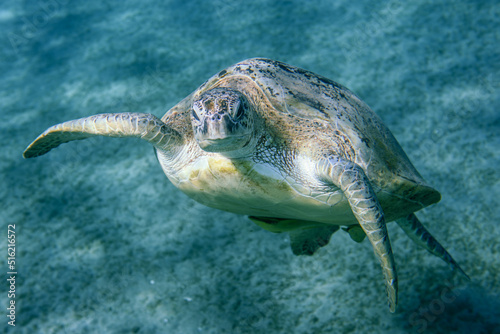 Fototapeta Naklejka Na Ścianę i Meble -  Big Red Sea Turtles near the Marsa Alam Beach Beach, Egypt 