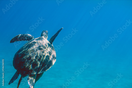 Big Red Sea Turtles near the Marsa Alam Beach Beach, Egypt 