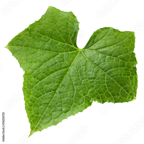 Cucumber leaf isolated on white background, full depth of field, clipping path