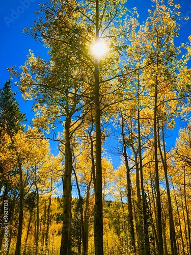 autumn in the forest