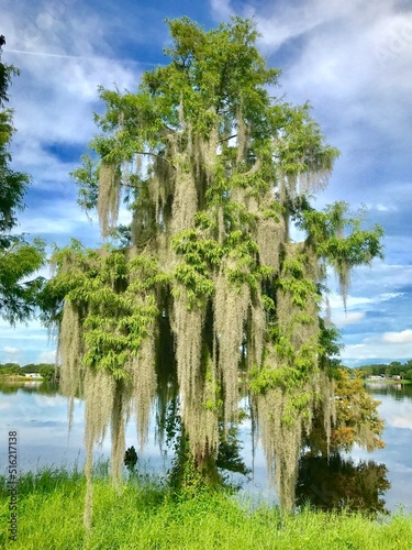 lake in the forest