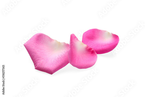 Many pink rose petals on white background