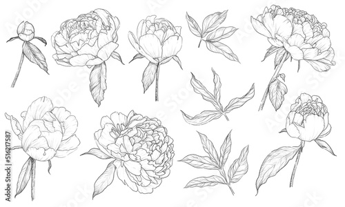 Vintage hand drawn peonies set, buds, open and blooming, black and white pencil simple sketch on a white background