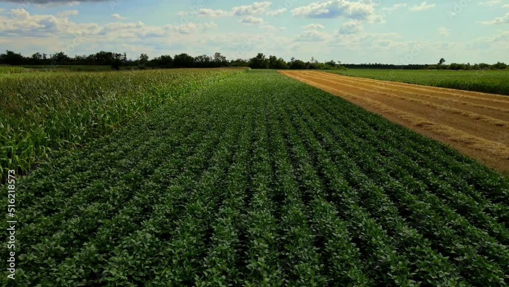 Green fields at summer aerial video, agriculture Green fields at summer aerial video, agriculture