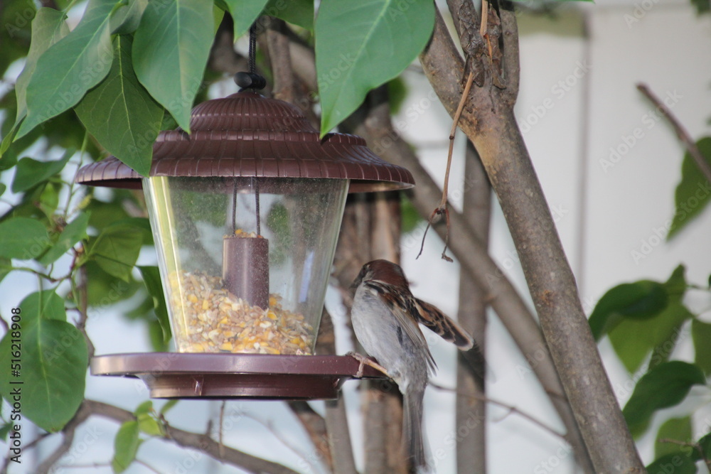 Naklejka premium bird on feeder