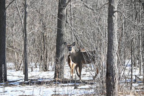 Does in the Woods