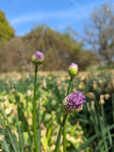 flowers in the garden