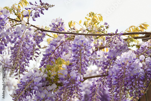 Blooming purple wisteria in spring in France photo