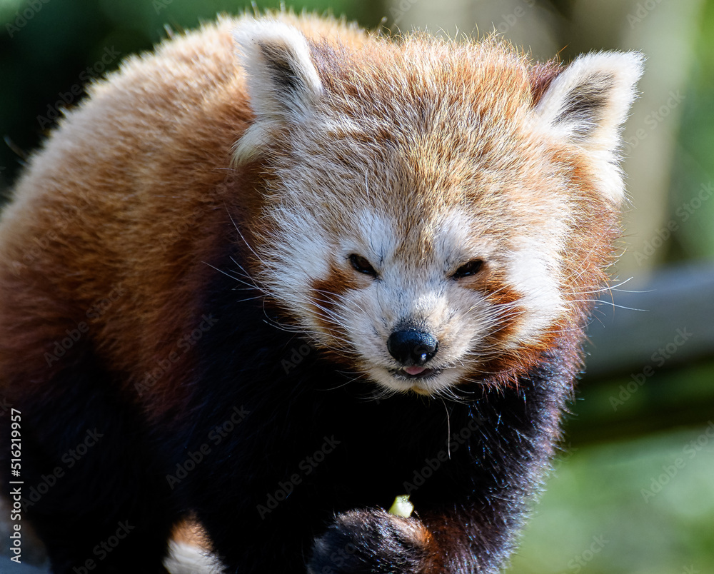 Obraz premium A portrait of a Red Panda