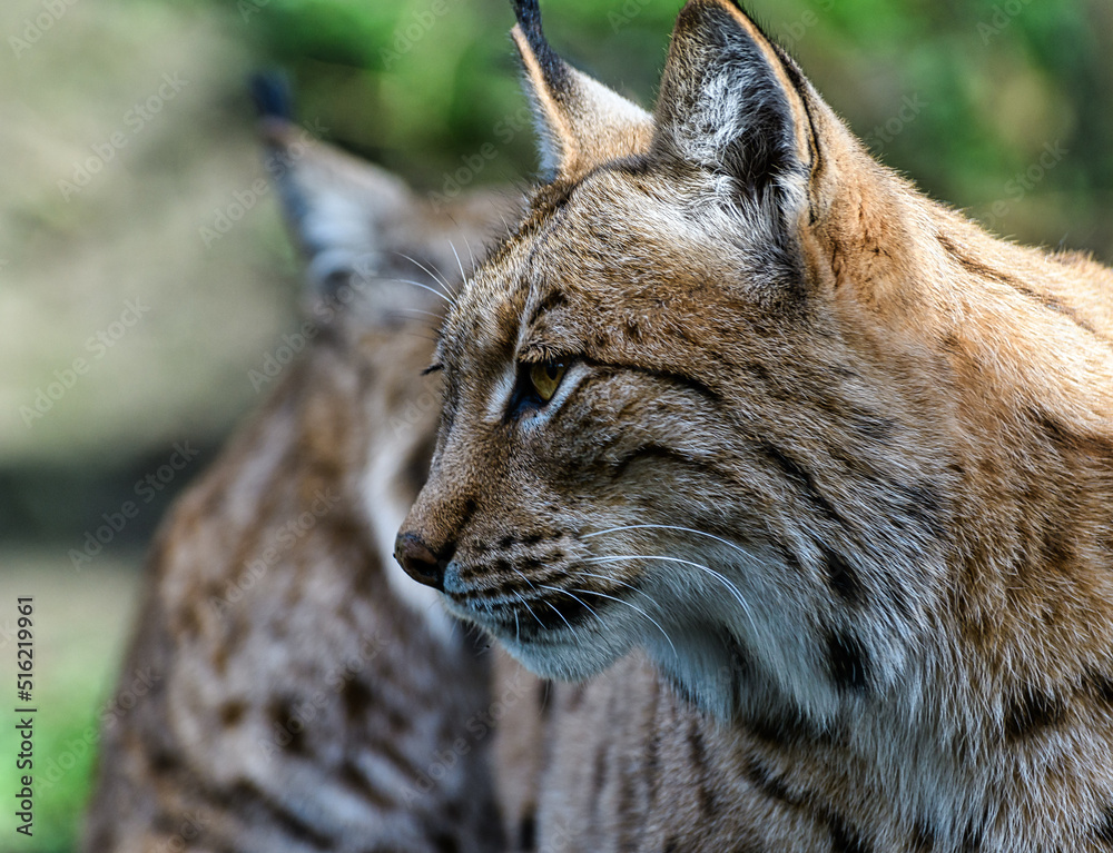 Obraz premium A portrait of a Eurasian Lynx