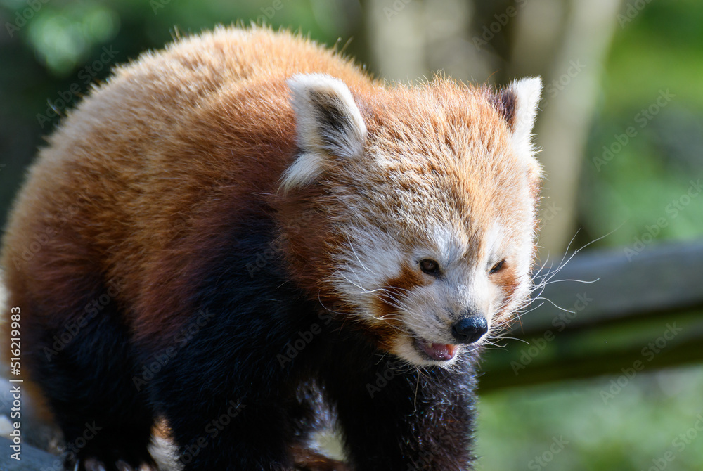 A portrait of a Red Panda A portrait of a Red Panda
