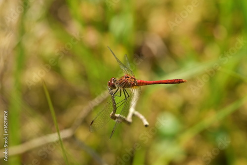 Male common red darter in UK © Kate