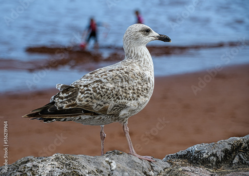 A juvenile Herring Gull perched on a beach side wall © Roger Utting