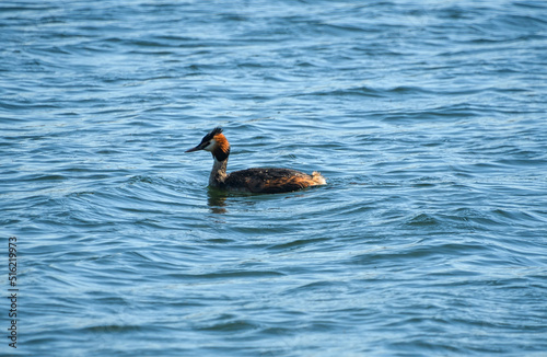 A great Crested Grebe swimming on the lakes at Dinton Pastures