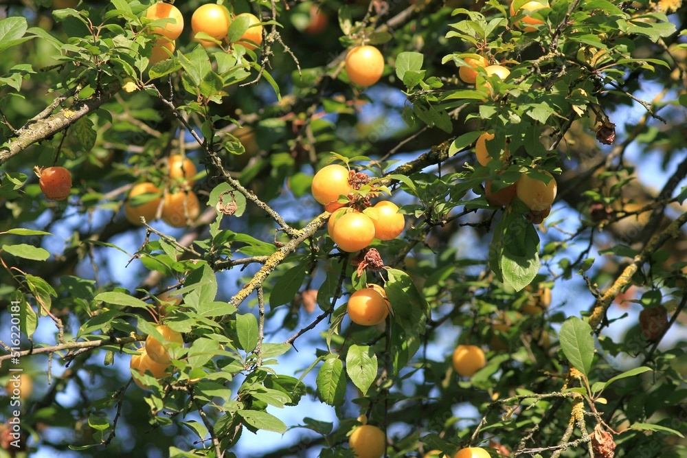 Yellow Prunus cerasifera fruits on a branch in summer Yellow Prunus cerasifera fruits on a branch in summer