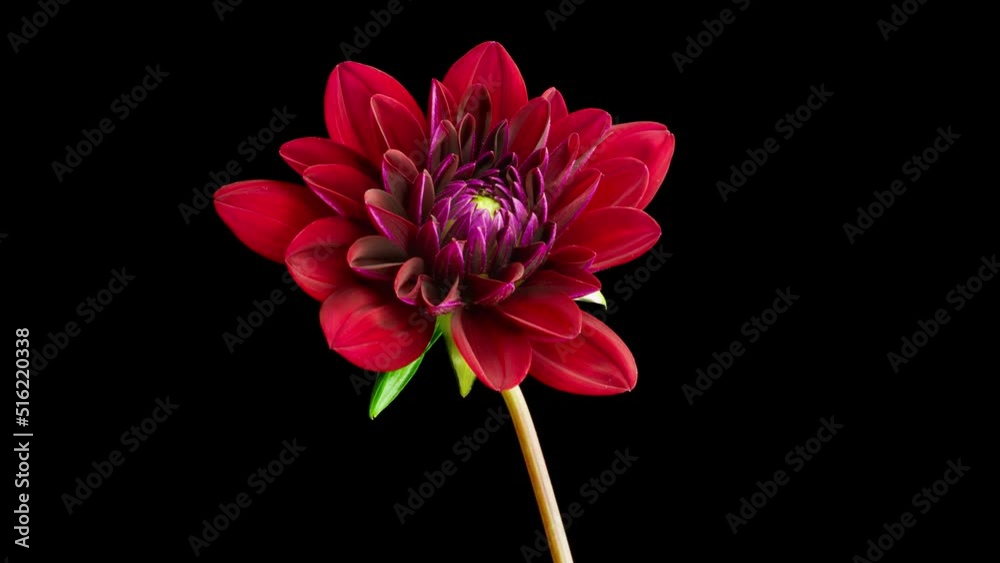 Big red dahlia flower blooming time lapse. Macro time lapse on black background