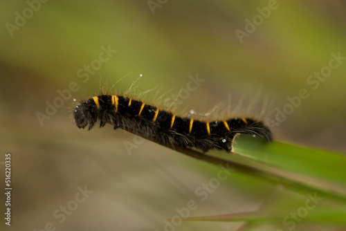 Fox moth caterpillar penultimate instar
