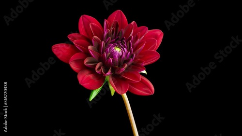 Big red dahlia flower blooming time lapse. Macro time lapse on black background